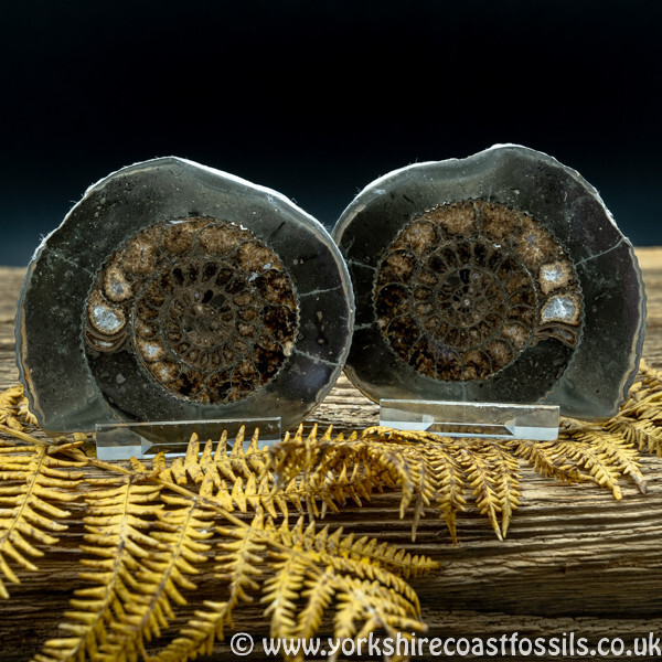 Cut & Polished Whitby Ammonite 037 - Cut & Polished Whitby Ammonite Pairs