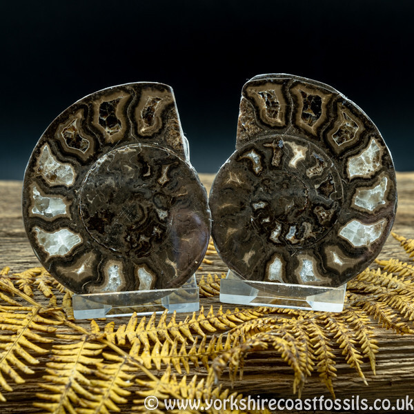 Cut & Polished Whitby Ammonite 051 - Cut & Polished Whitby Ammonite Pairs