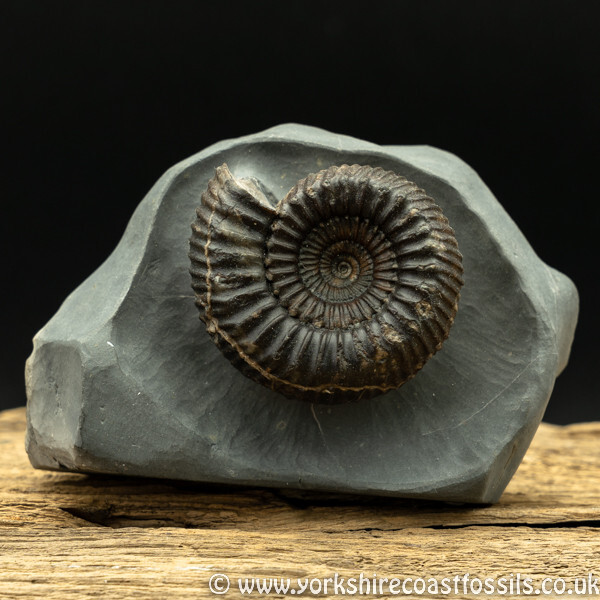 amm1426 Catacoeloceras sp - Yorkshire Ammonites