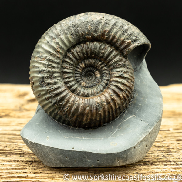 Sold amm1424 Catacoeloceras raquinianum - Yorkshire Ammonites