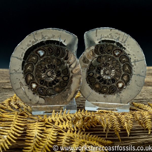 Cut & Polished Whitby Ammonite 035 - Cut & Polished Whitby Ammonite Pairs