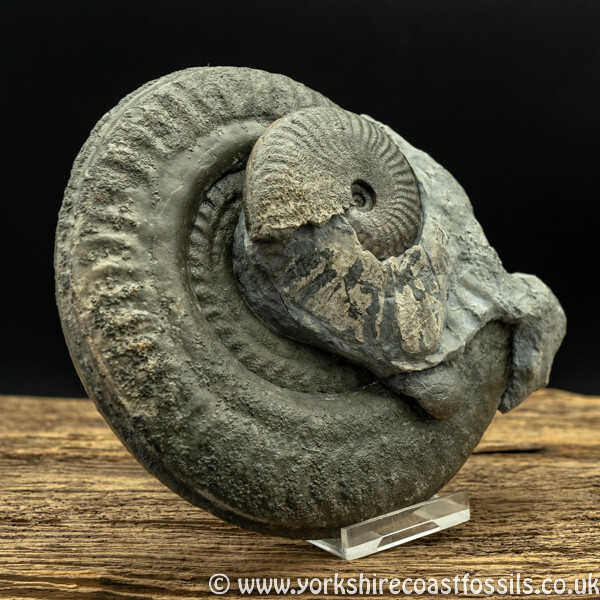 Sold amm1430 Hildoceras Bifrons & Pseudolioceras lythense - Yorkshire Ammonites