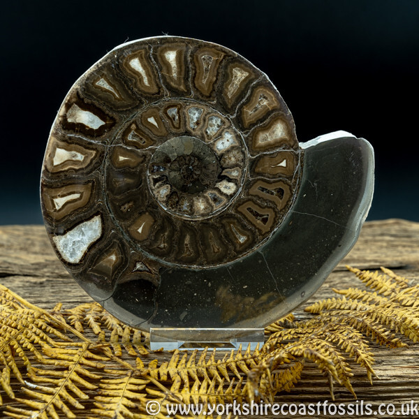 Sold Cut & Polished Whitby Ammonite 054 - Cut & Polished Whitby Ammonite Pairs