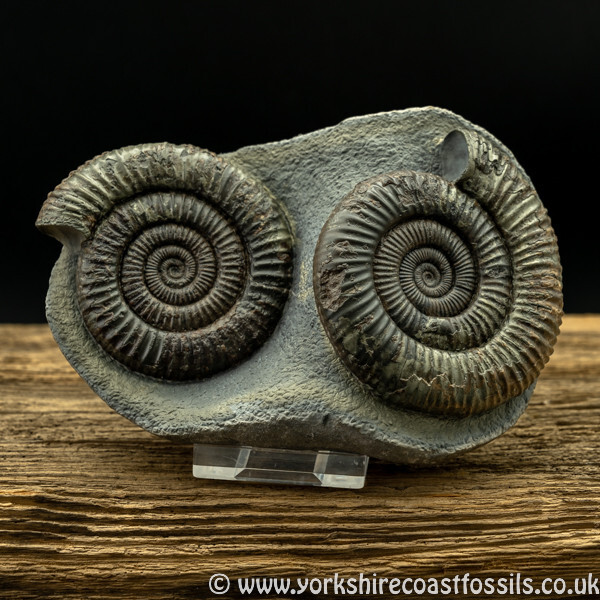 amm1436 Dactylioceras commune - Yorkshire Ammonites