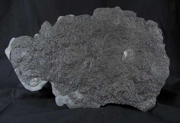 Sold crd015 Pentacrinites dichotomus - Yorkshire Crinoids