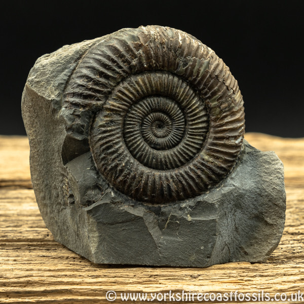 amm1453 Dactylioceras commune - Yorkshire Ammonites