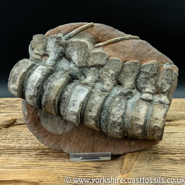 Sold vert191 Ichthyosaurus sp Vertebrae - Yorkshire Vertebrates