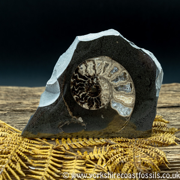 Cut & Polished Whitby Ammonite 055 - Cut & Polished Whitby Ammonite Pairs