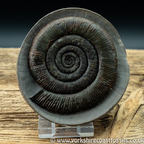 Sold amm 1416 Dactylioceras tenuicostatum - Yorkshire Ammonites