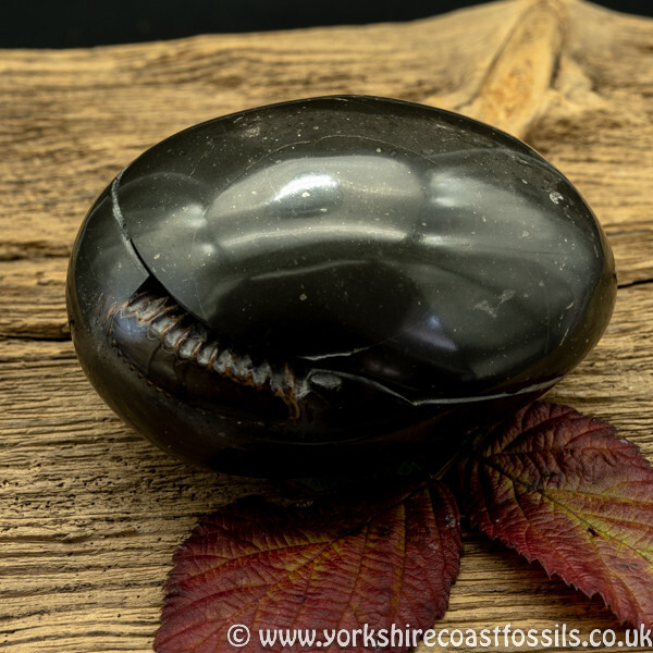 Polished Whitby Ammonite Nodule 043 - Polished Whitby Ammonite Nodules
