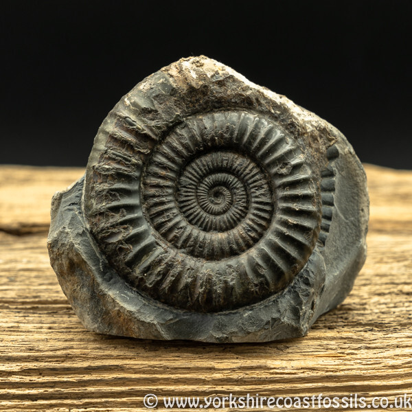 amm1452 Dactylioceras commune - Yorkshire Ammonites