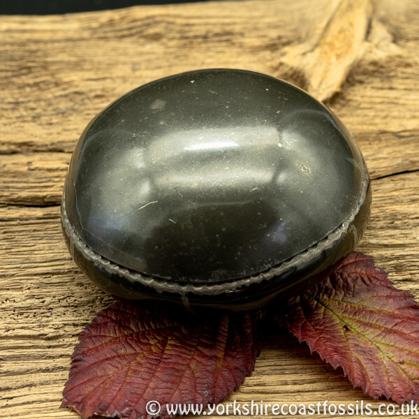 Polished Whitby Ammonite Nodule 038 - Polished Whitby Ammonite Nodules
