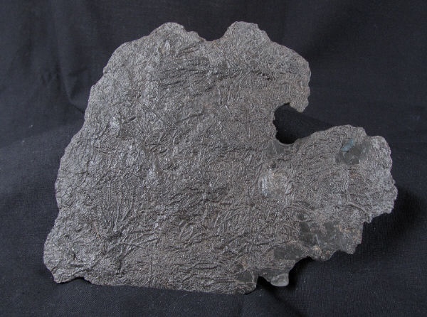 crd012 Pentacrinites dichotomus - Yorkshire Crinoids