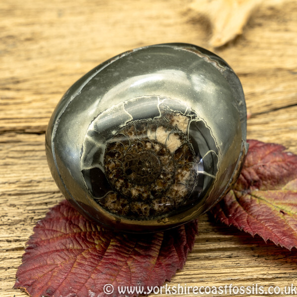 Polished Whitby Ammonite Nodule 027 - Polished Whitby Ammonite Nodules
