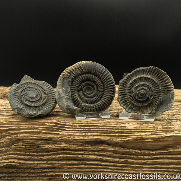 amm1451 Dactylioceras commune nodule - Yorkshire Ammonites