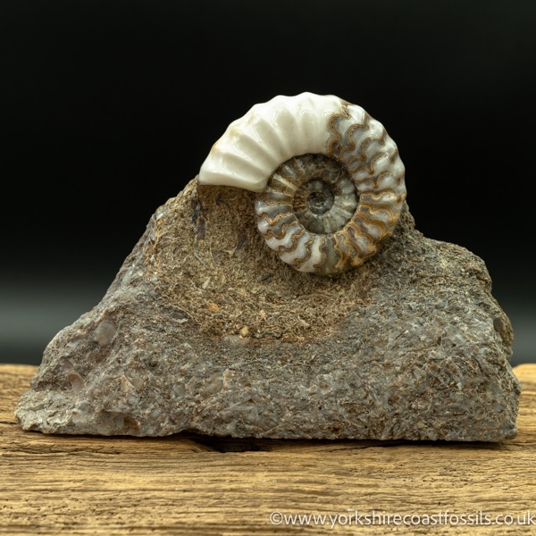 Sold scun 167 Aegasteroceras sp - Scunthorpe Fossils