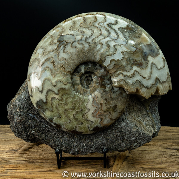 scun 154 Eparietites denotatus - Scunthorpe Fossils