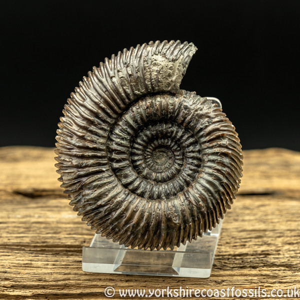 Sold amm1433 Catacoeloceras sp - Yorkshire Ammonites