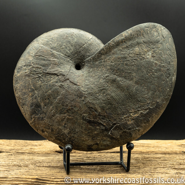 amm1444 Pyhlloceras heterophyllum - Yorkshire Ammonites