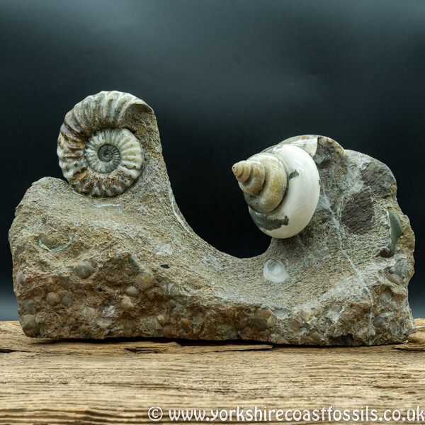 scun 164 Aegasteroceras sp & Gastropod Pleurotromaria anglica - Scunthorpe Fossils