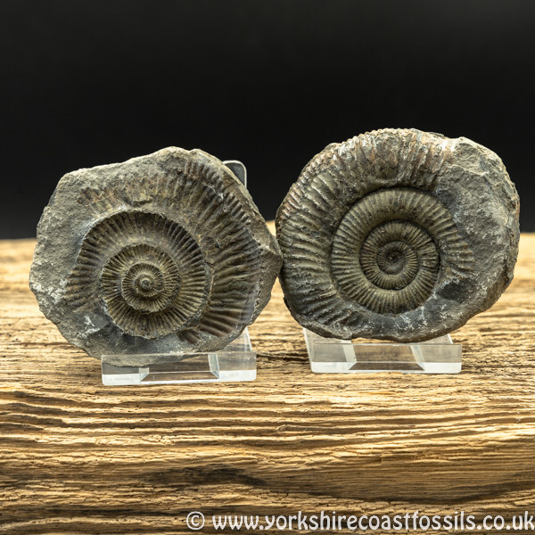 amm1462 Dactylioceras commune nodule - Yorkshire Ammonites