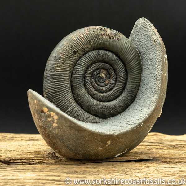Sold amm1446 Dactylioceras tenuicostatum - Yorkshire Ammonites