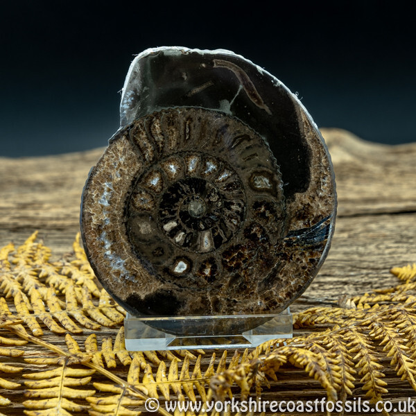 Cut & Polished Whitby Ammonite 049 - Cut & Polished Whitby Ammonite Pairs