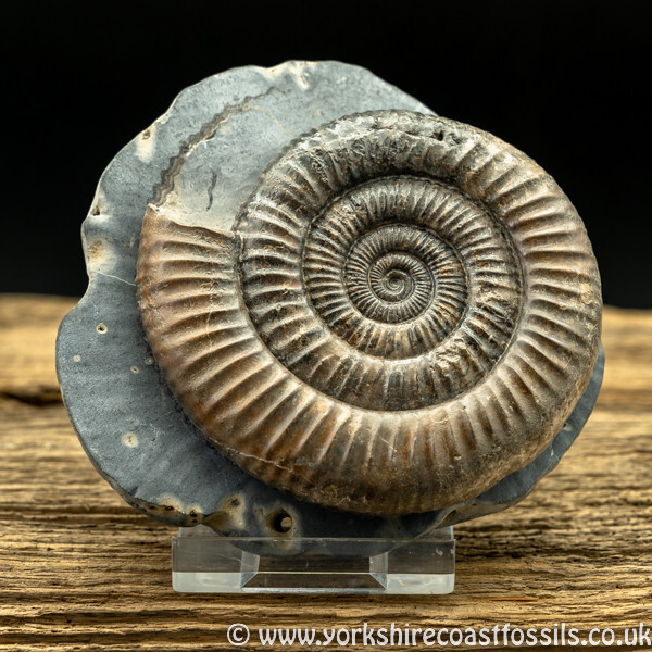 amm1441 Dactylioceras commune - Yorkshire Ammonites