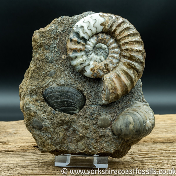 Sold scun 165 Aegasteroceras sp - Scunthorpe Fossils