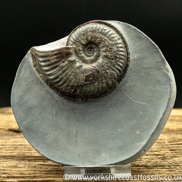 Sold amm1428 Haugia variabilis - Yorkshire Ammonites