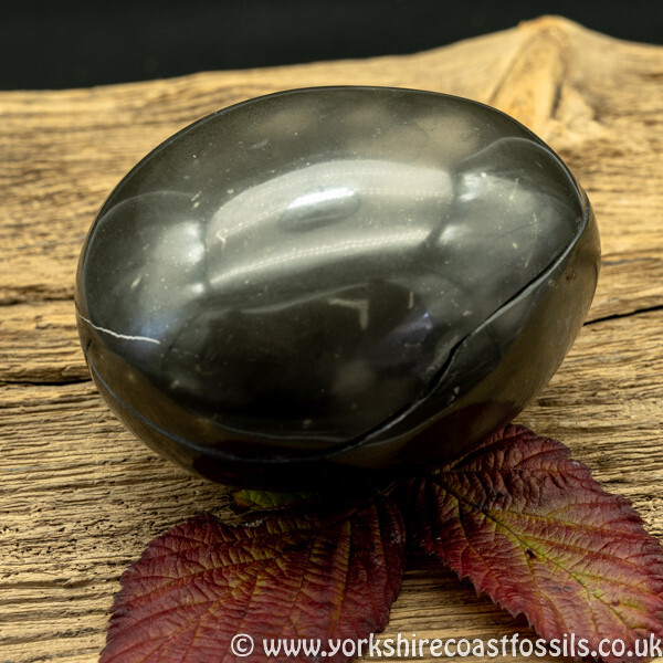 Polished Whitby Ammonite Nodule 037 - Polished Whitby Ammonite Nodules