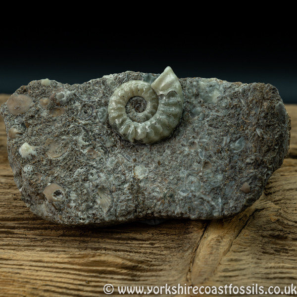 Sold scun 161 Aegasteroceras sp - Scunthorpe Fossils