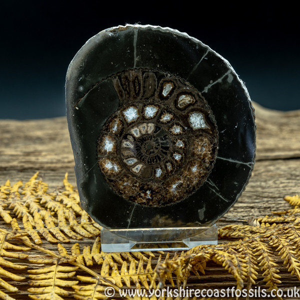 Cut & Polished Whitby Ammonite 048 - Cut & Polished Whitby Ammonite Pairs