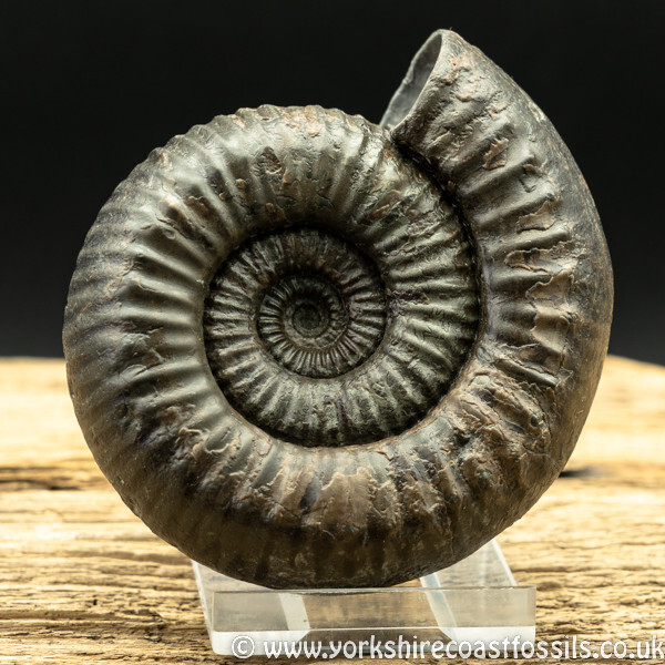 Sold amm1423 Catacoeloceras puteolum - Yorkshire Ammonites