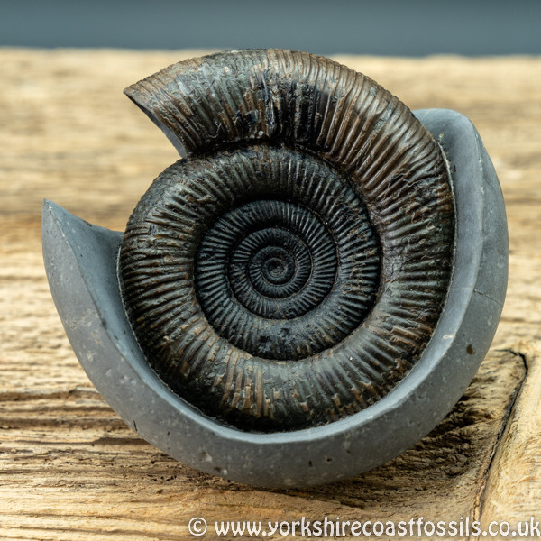 Sold amm 1413 Dactylioceras tenuicostatum - Yorkshire Ammonites