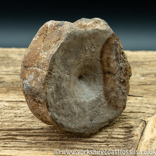 vert195 Ichthyosaurus sp Vertebrae - Yorkshire Vertebrates