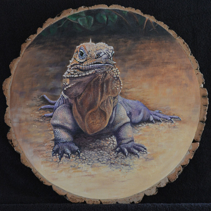 Iguana - Wildlife