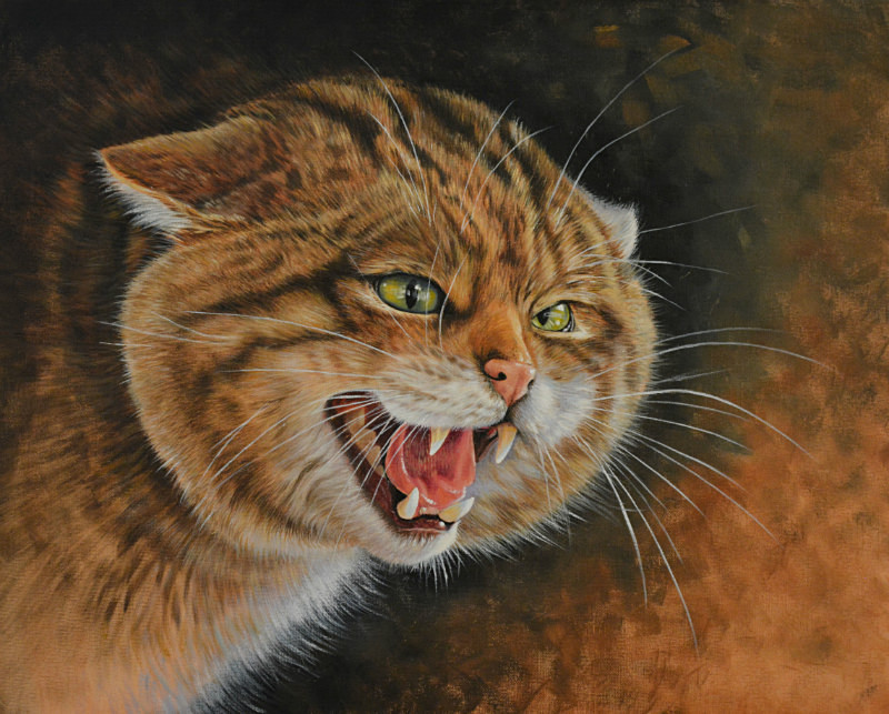 Highland Tiger - Wildlife