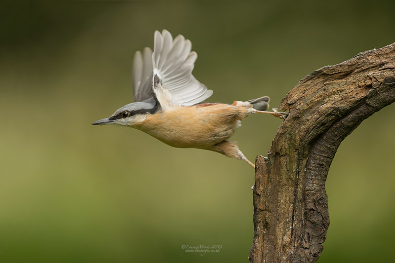  - Woodland & Garden Birds