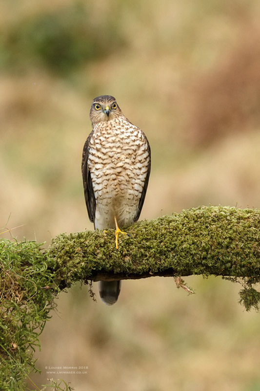  - Sparrowhawk