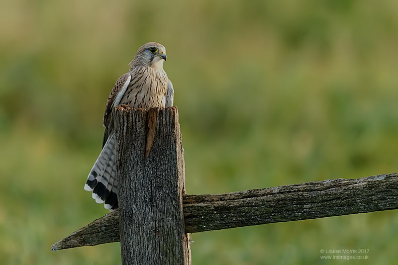  - Kestrels