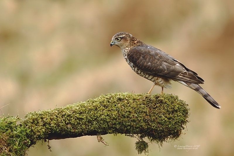 - Sparrowhawk