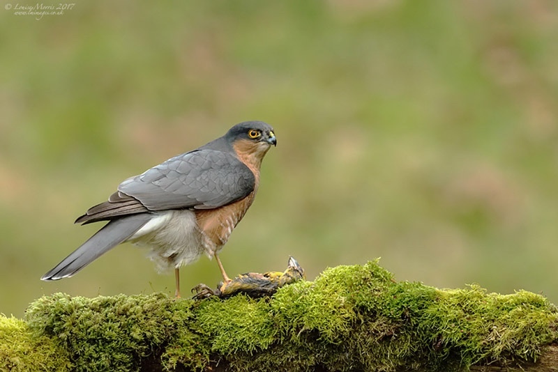  - Sparrowhawk