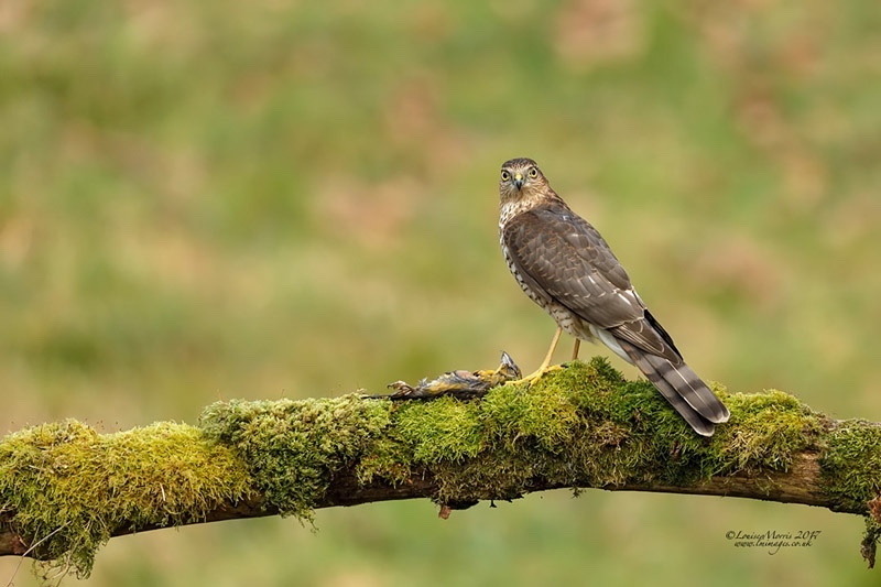  - Sparrowhawk