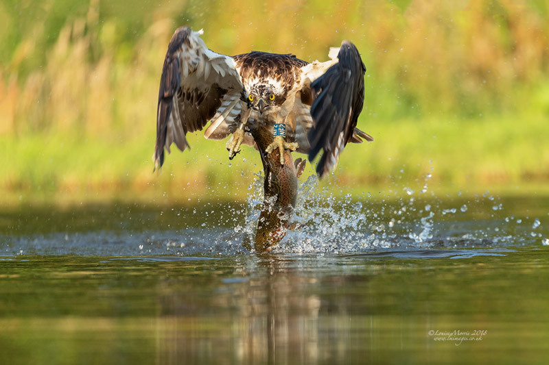  - Ospreys