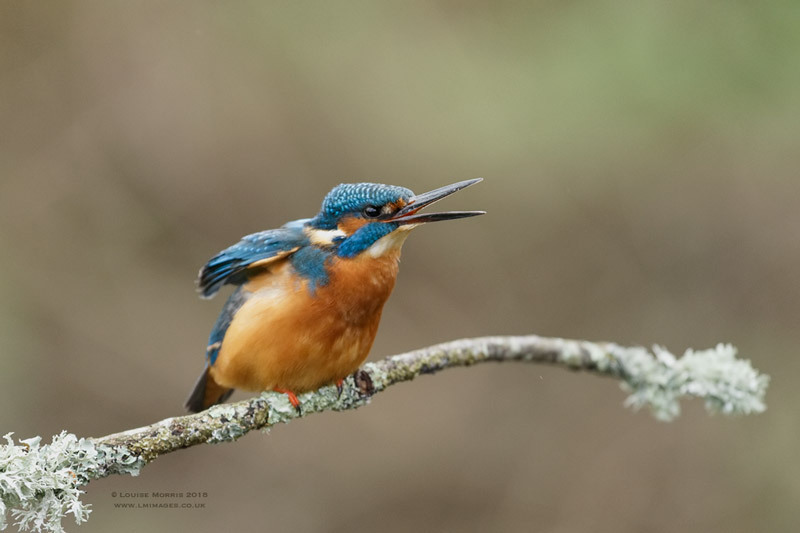  - Kingfishers