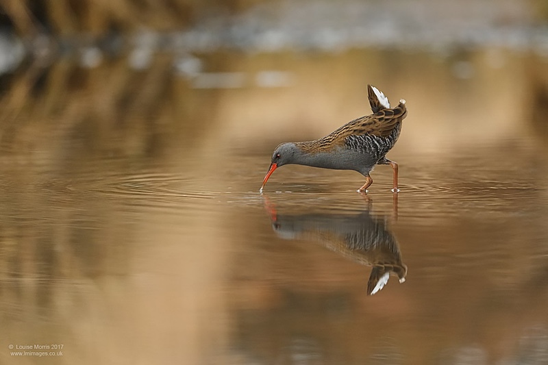  - Water Birds