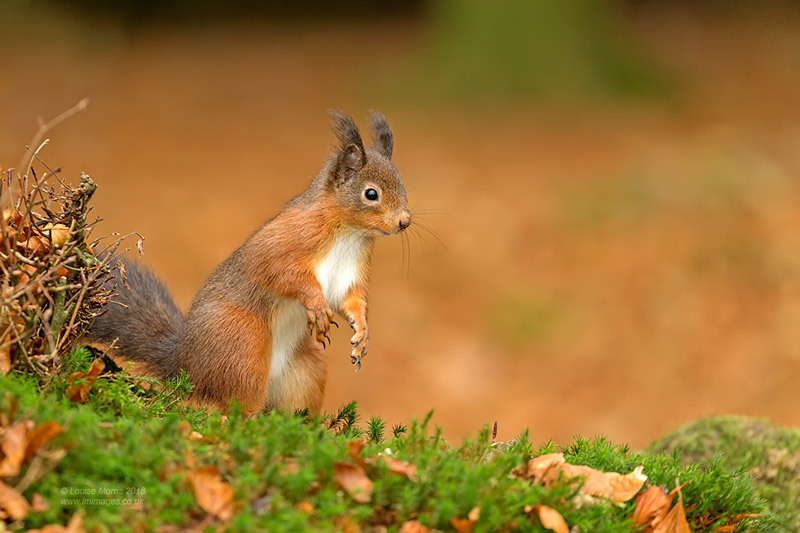  - Red Squirrels