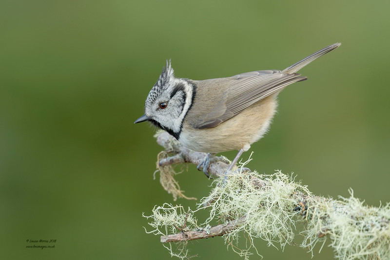 Crested Tit - 2019 Charity Calendar