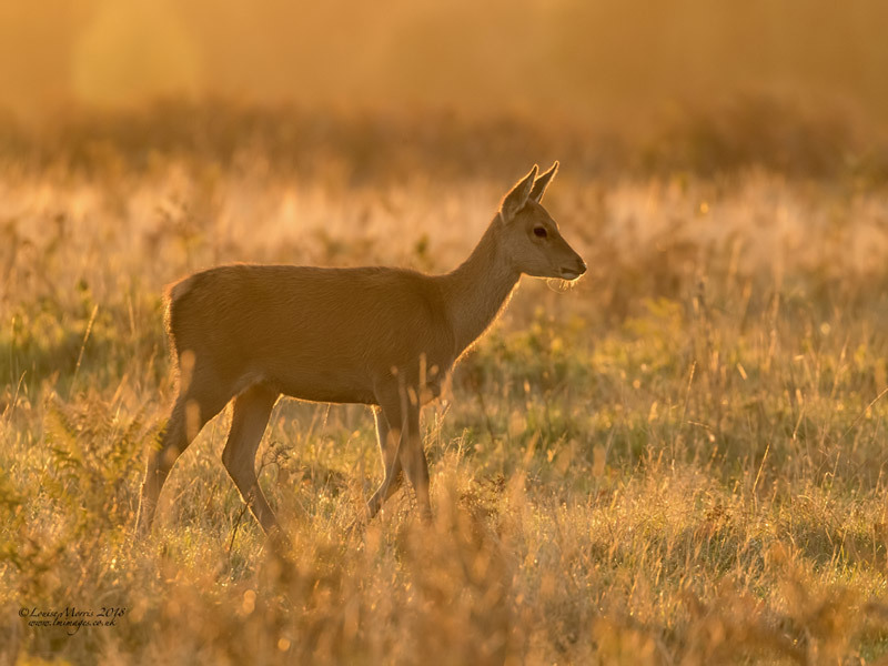  - Deer